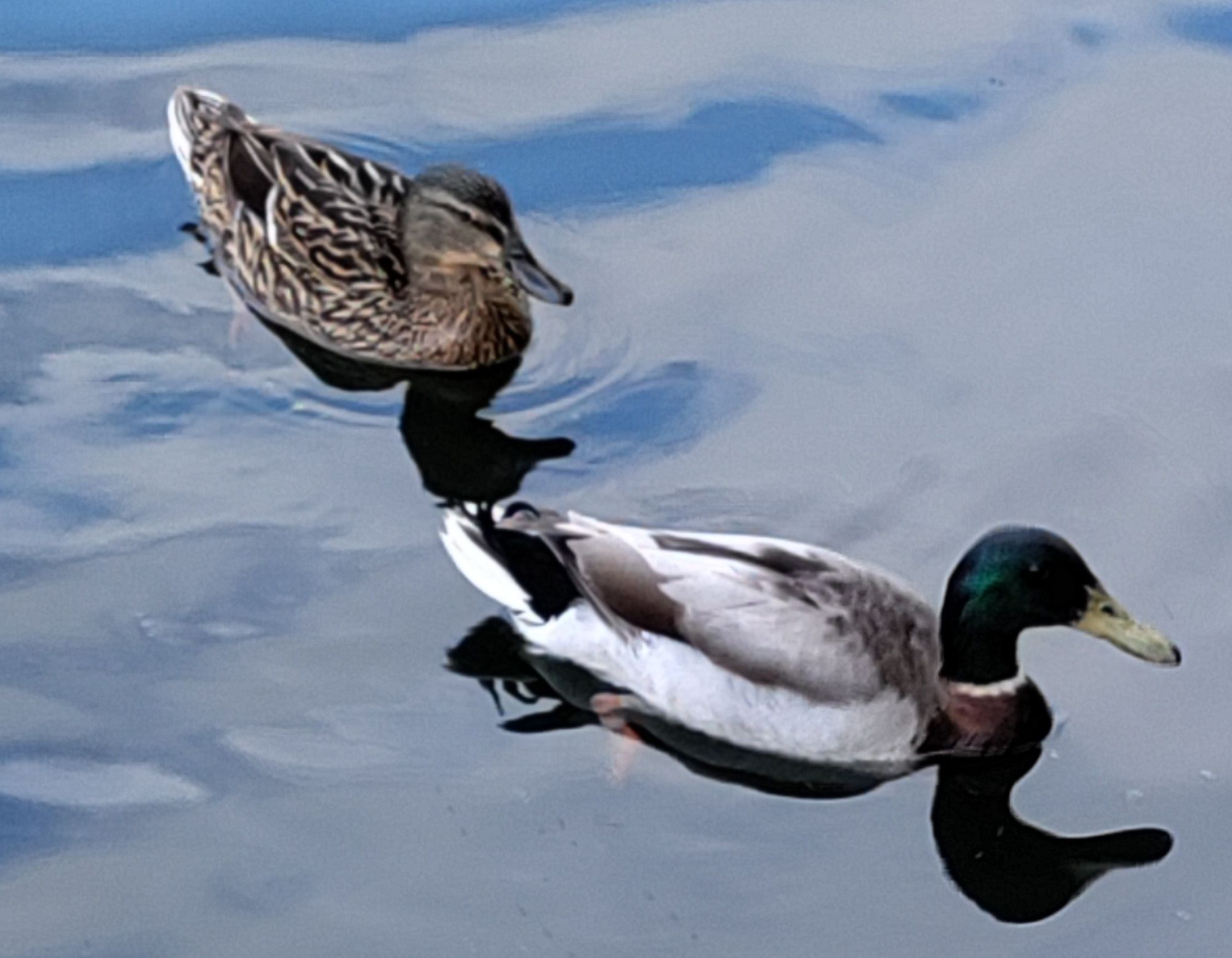 Two ducks on a pond inside Phoenix Park.